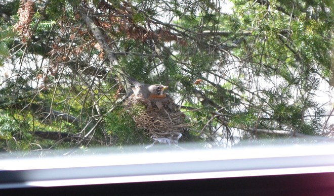 Robin Nest!! <3 Brampton, Ontario Canada
