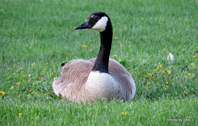 lone goose Kitchener, Ontario Canada