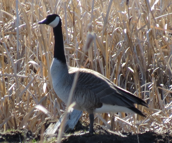 geese Yorkton, Saskatchewan Canada
