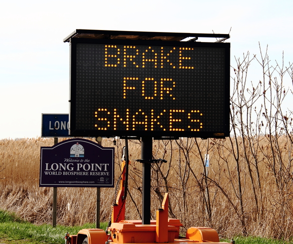 Brake for Snakes! Long Point, Ontario Canada