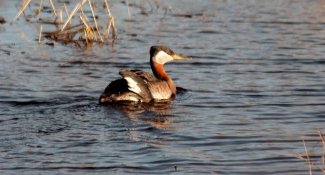 duck Yorkton, Saskatchewan Canada