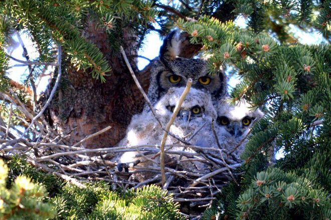 Horned Owl Family Oyen, Alberta Canada