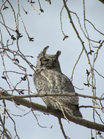 Mamma Owl Oyen, Alberta Canada