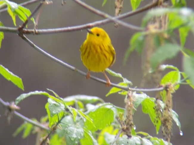 Yellow Warbler in the rain Jarvis, Ontario Canada