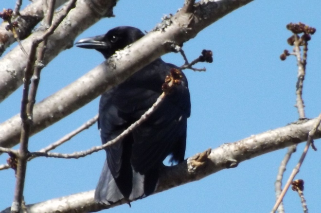 the crow New Minas, Nova Scotia Canada