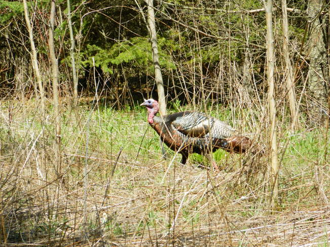 Wild Turkey Ajax, Ontario Canada