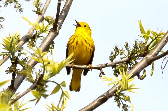 Yellow Warbler Wheatley, Ontario Canada