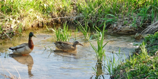 Ducks in the Culvert Orillia, Ontario Canada