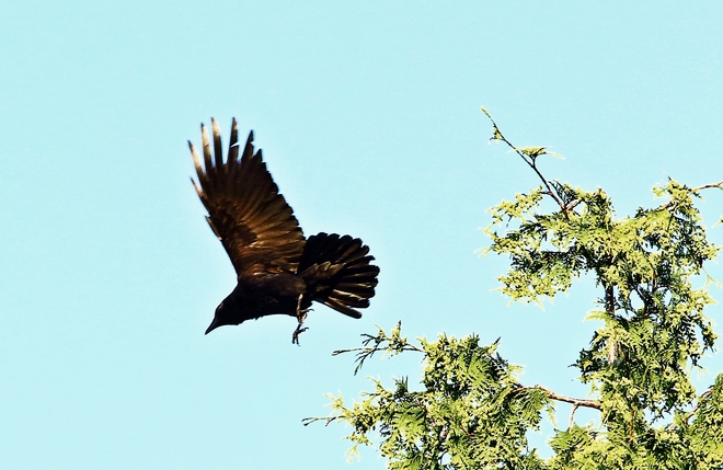 Crow in flight , look like eagle Surrey, British Columbia Canada