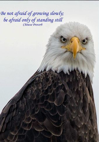 Eagle wisdom Vancouver, British Columbia Canada