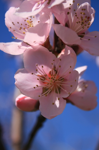 Peach tree blossoms Niagara On The Lake, Ontario Canada