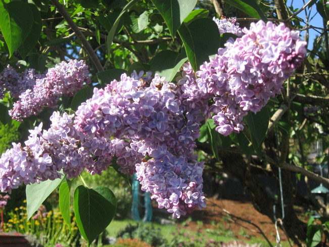 our lilac tree 