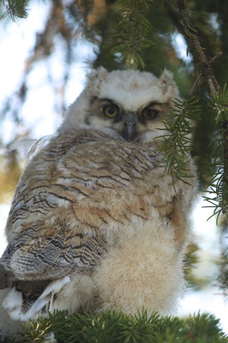 Baby Owl Watching Calahoo, Alberta Canada
