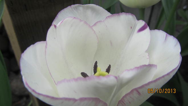 Tulip Vernon, British Columbia Canada
