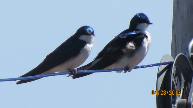 Tree Swallows 