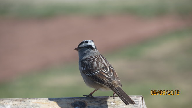 White Crowned Sparrow 