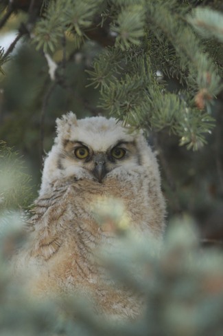 Baby Owl Hiding in Tree 