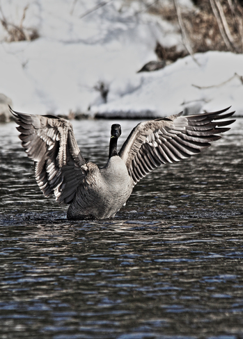 proud canada goose Red Lake, Ontario Canada