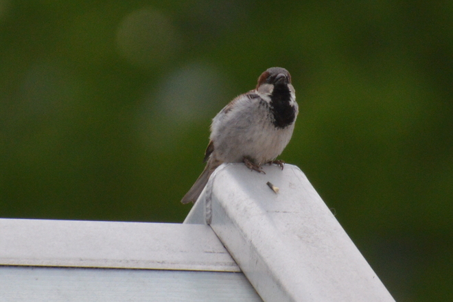 House Sparrow On Roof 
