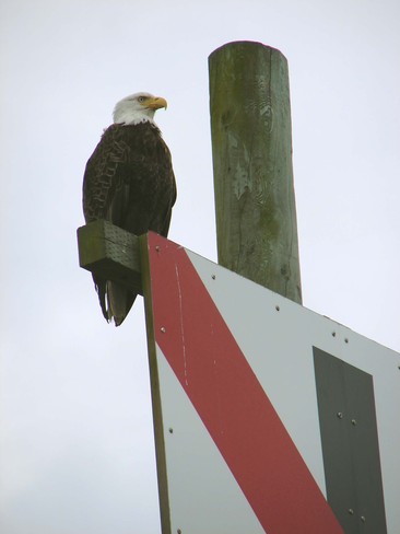 Eagle on Trial Victoria, British Columbia Canada