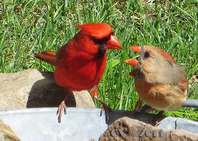 Pair of Cardinal Roxboro, Quebec Canada