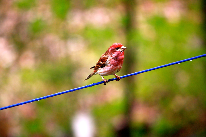 Bird on a wire Bancroft, Ontario Canada
