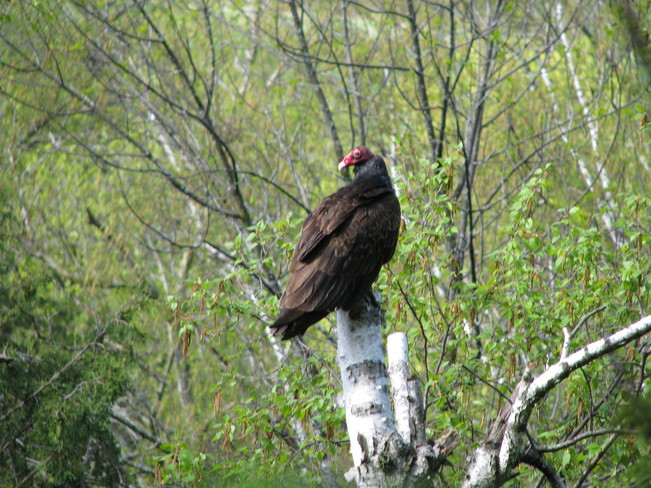 Hiking Bruce Trail - Vulture Milton, Ontario Canada