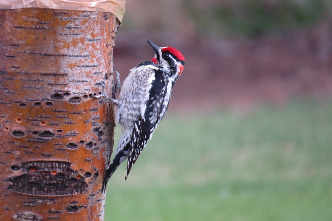 woodpecker Bow Island, Alberta Canada