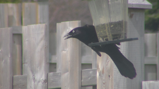 bird on feeder Ingonish, Nova Scotia Canada