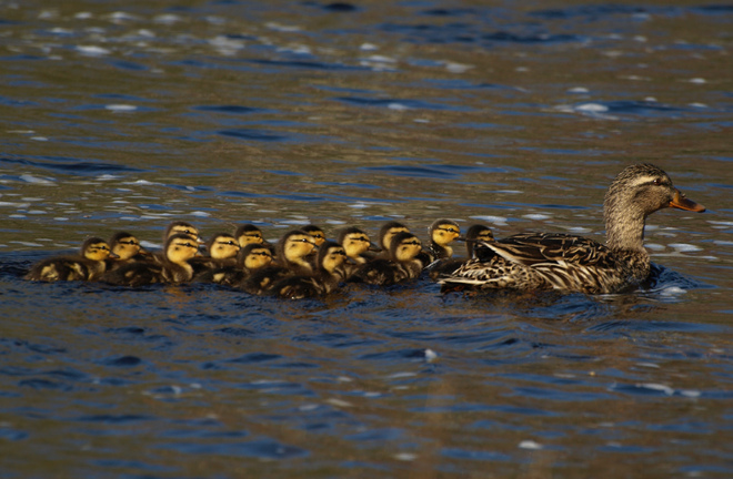 getting all her ducklings in a row Tusket, Nova Scotia Canada