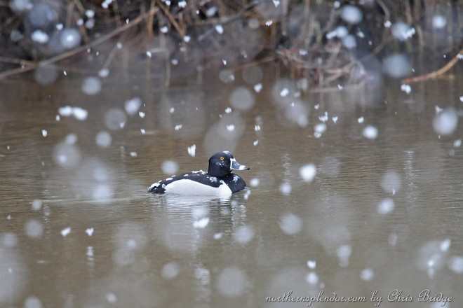 Ring-necked Duck in snow storm 