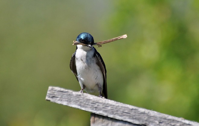 Tree Swallow building nest Duncan, British Columbia Canada