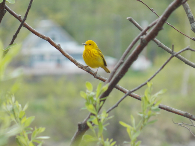 Yellow Warbler Woodstock, New Brunswick Canada