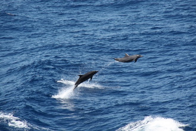Dolphins in the Timor Sea Darwin, Northern Territory Australia