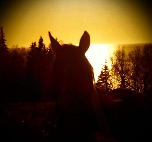 horse silhouette Canning, Nova Scotia Canada