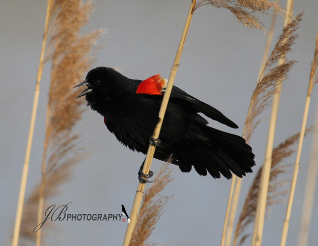 Red-winged Blackbird 