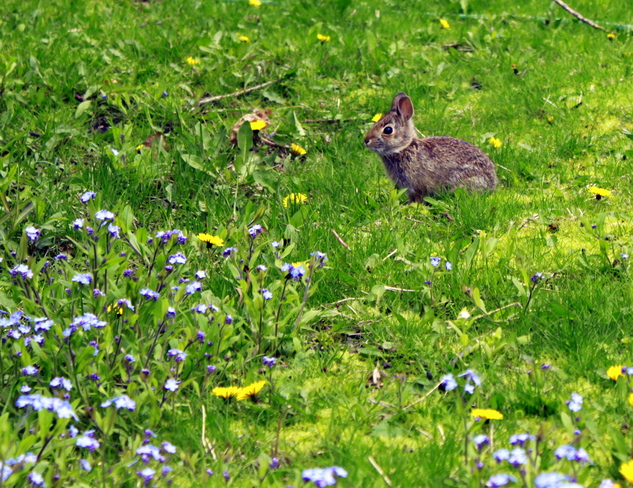 Baby rabbit with Forget-me-nots Port Credit, Ontario Canada