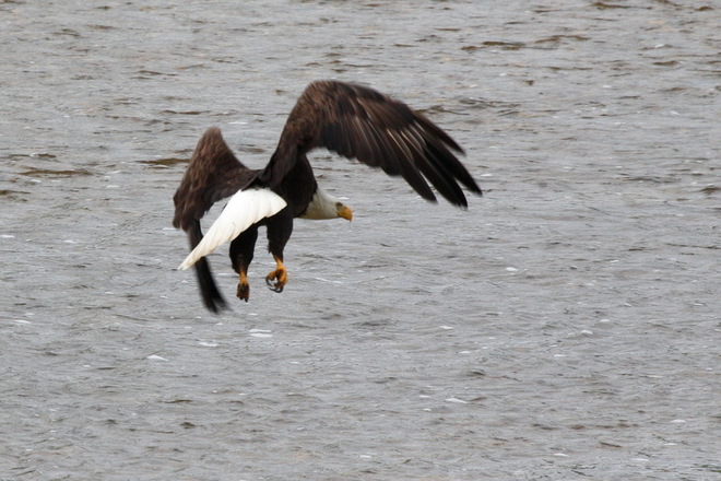 Eagle on the Maitland 