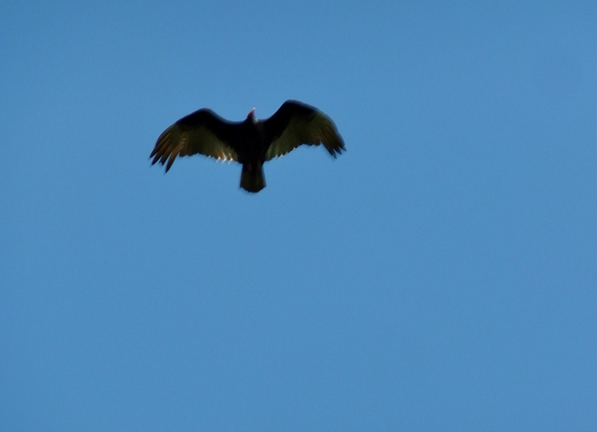 Turkey Vulture Cambridge, Ontario Canada