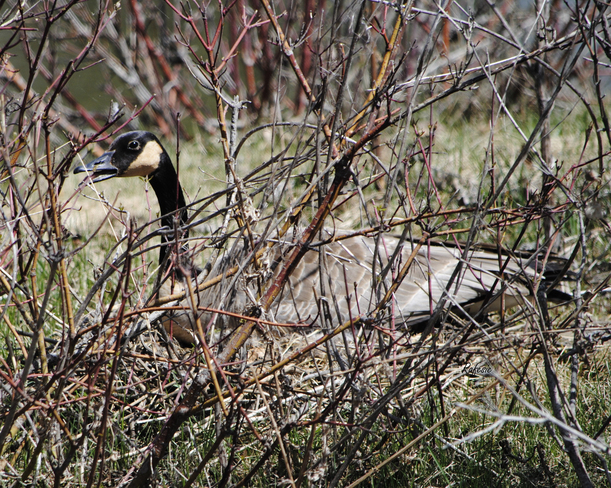 Canada goose nesting Calgary, Alberta Canada