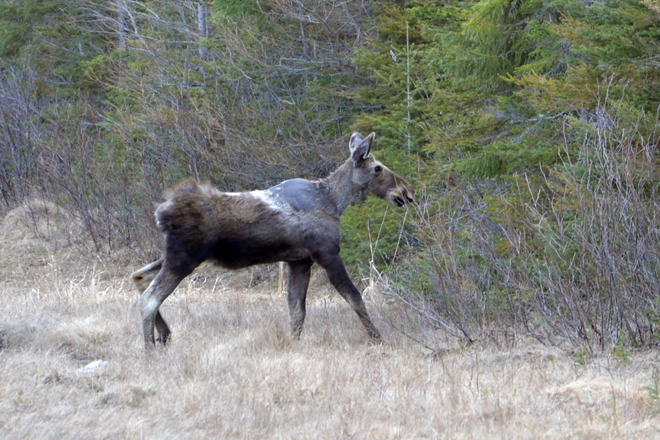 Moose calf Manitouwadge, Ontario Canada