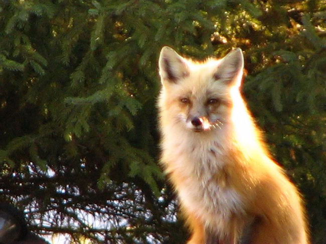 Red fox Thunder Bay, Ontario Canada