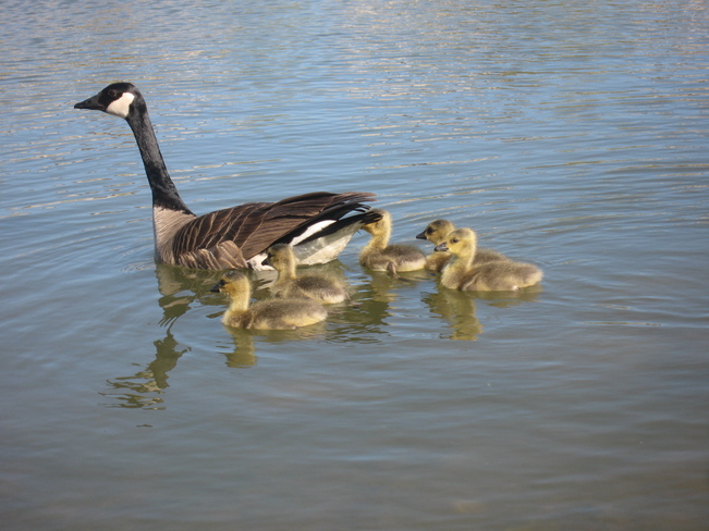 Goose and goslings Guelph, Ontario Canada