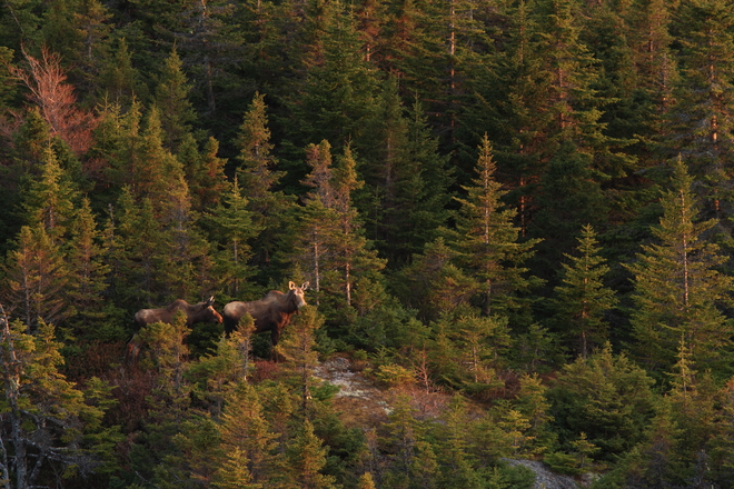 Moose sighting Pouch Cove, Newfoundland and Labrador Canada