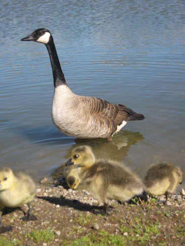 Goose and goslings Guelph, Ontario Canada