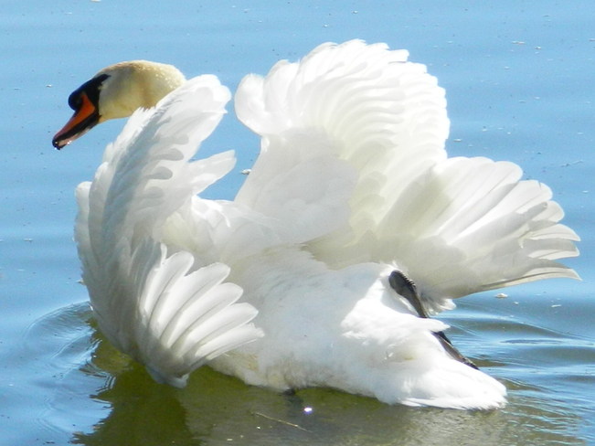 Swan Ajax, Ontario Canada