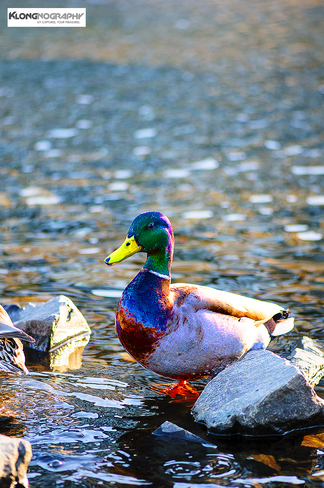 Duck Dynasty Halifax, Nova Scotia Canada