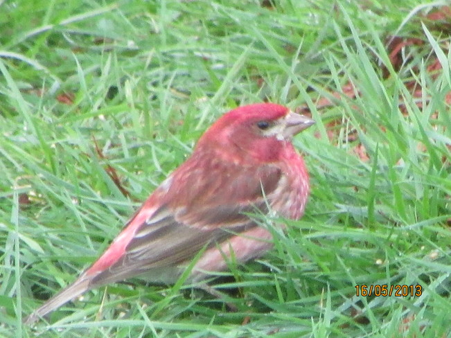 pretty red bird Joggins, Nova Scotia Canada