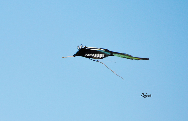 black -billed magpie Calgary, Alberta Canada