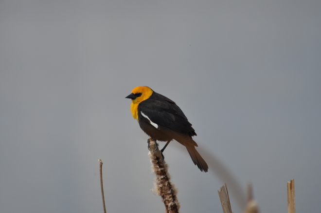 yellow-headed blackbird Langdon, Alberta Canada